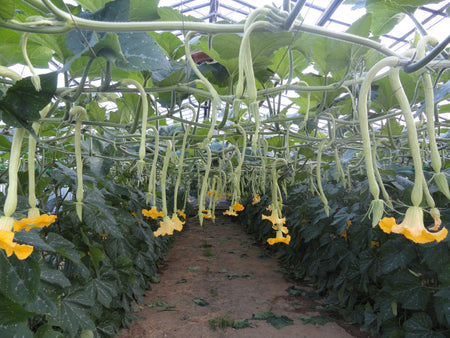 Cultiver la Citrouille Trombetta Greta