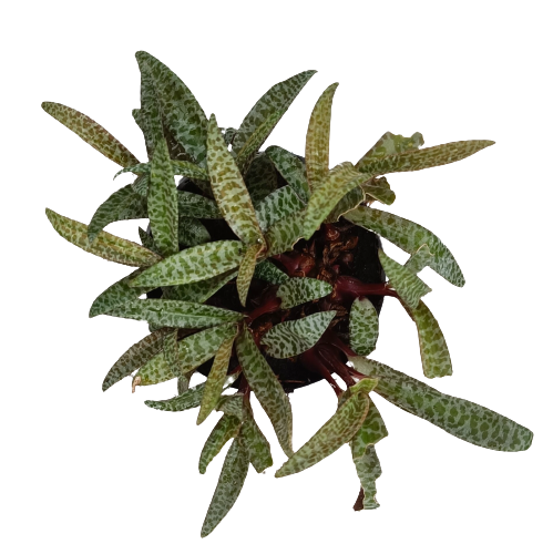 Vase Scilla violacea 14 cm