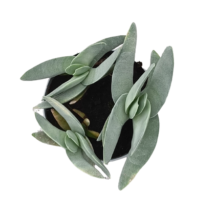 Crassula perfoliata vaso 14 cm