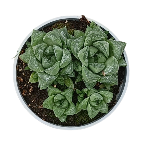Haworthia cymbiformis pot 14 cm