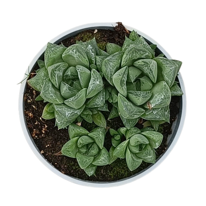 Haworthia cymbiformis vaso