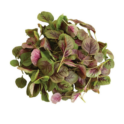 Amaranto da foglia rosso ‘Red Callaloo’ (Amaranthus tricolor)