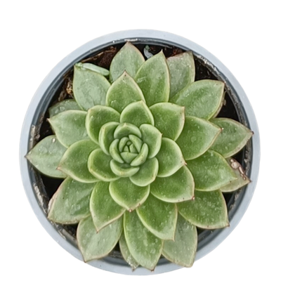 Echeveria agavoides vaso 14 cm
