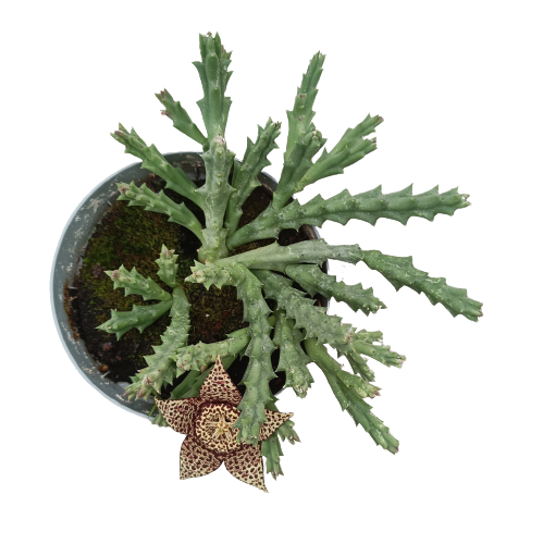 Ceropegia mixta (stapelia) vaso 14 cm