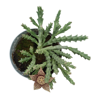 Ceropegia mixta (stapelia) vaso 14 cm