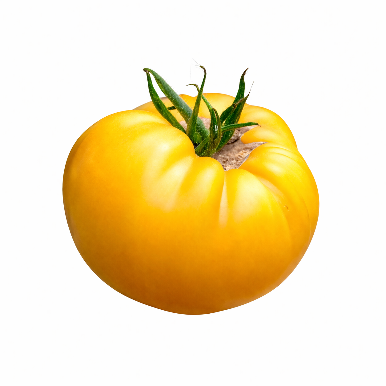 Pianta innestata di Pomodoro giallo beefsteak Yellow Gazzi