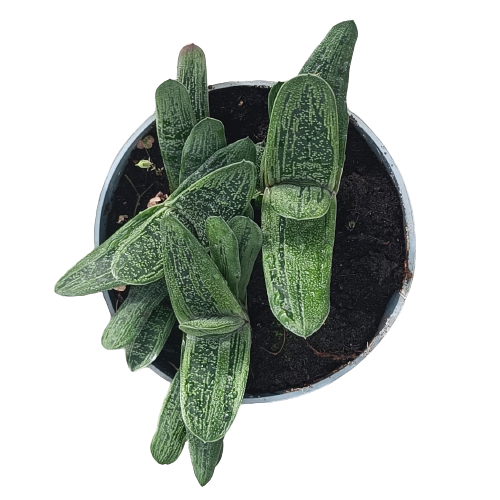 Gasteria petit vase verruqueux 14 cm