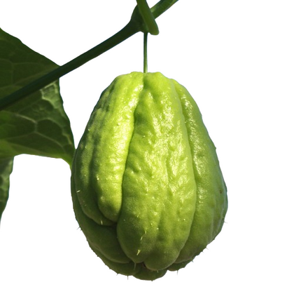 Seme di chayote o zucca spinosa