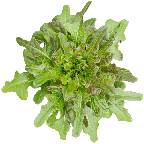 12 Piante di lattuga barba del frate rossa