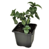 Pot de plante champignon (rungia)