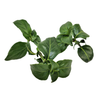 Pot de plante champignon (rungia)