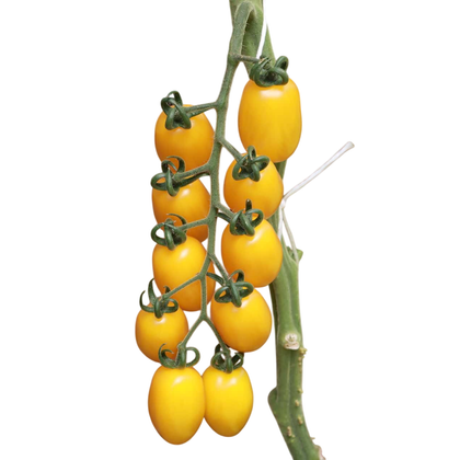Plant de tomate datterino hybride en pot