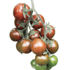 Pianta innestata di Pomodoro ciliegino tigrato