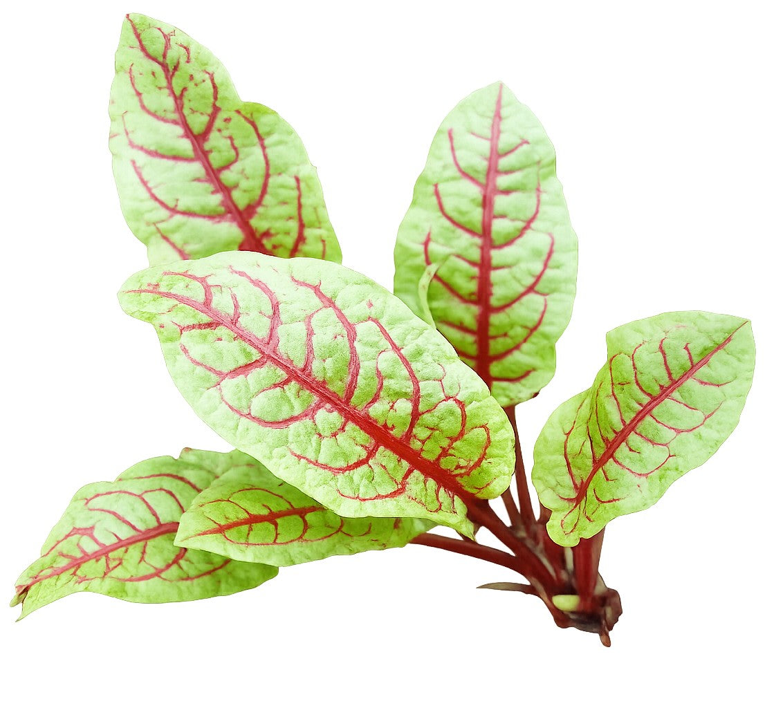 Pianta di Acetosa rossa