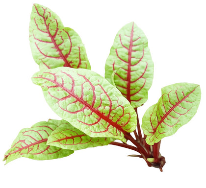 Pianta di Acetosa rossa