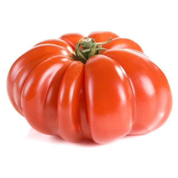 Pianta innestata di Pomodoro gigante (beefsteak)
