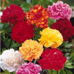 Pianta di garofano Enfant de Nice vaso