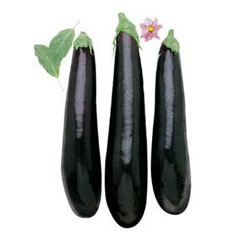 Pianta di Melanzana lunga nera vaso