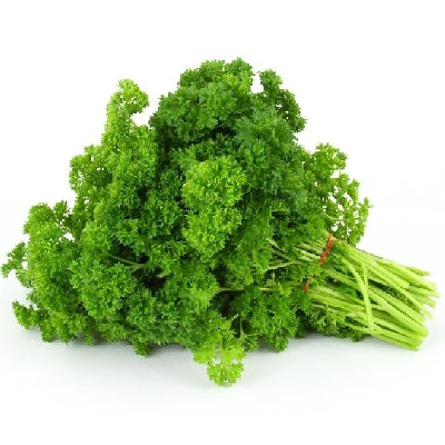 Pianta di Prezzemolo riccio in vaso