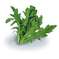 Roquette sauvage en pot