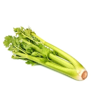 Plant de céleri blanc en pot