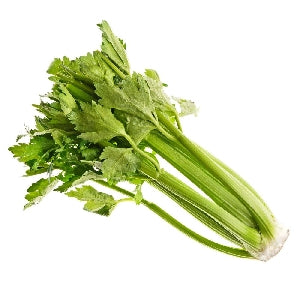 Pianta di Sedano verde in vaso