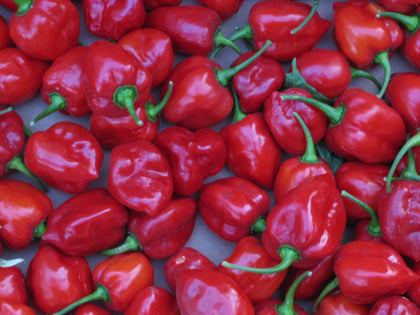 Pianta di Peperoncino Habanero red caribbean