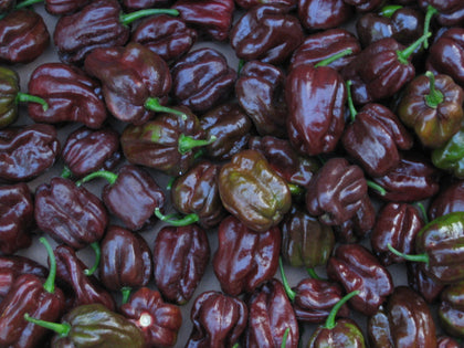 Pianta di Peperoncino Habanero Chocolate