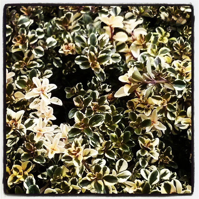 Thym en pot 'Foxley'