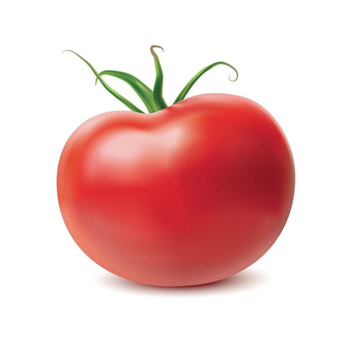 Pianta innestata di Pomodoro tondo Optima