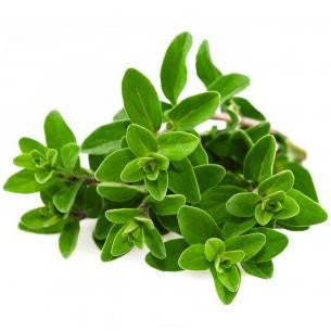 Pianta di Maggiorana in vaso