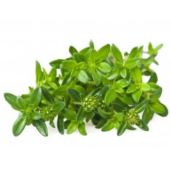 Sarriette rampante en pot