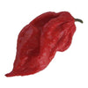 Plante de piment Bhut Jolokia en pot