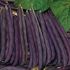 Plante de haricot vert Purple Dwarf Eater