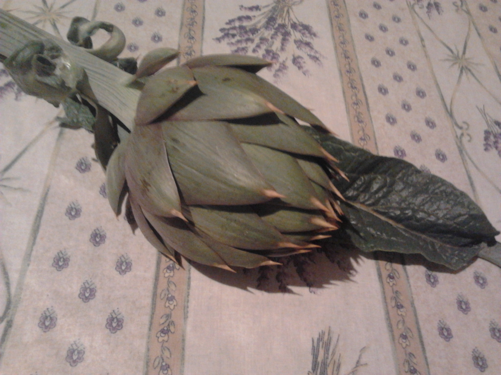 Pianta di Carciofo spinoso d'Albenga