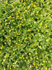 Plante de Brede mafane (acmella)