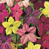 Pianta di Nicotiana (tabacco ornamentale) vaso