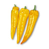 Poivron corne jaune en pot