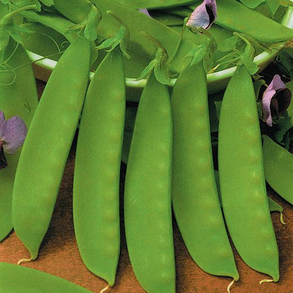 Pianta di pisello mangiatutto (taccola) rampicante