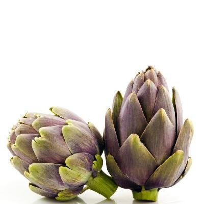 Pianta di Carciofo violetto di Provenza vaso