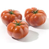 Plant de tomate à côtes hybride en pot