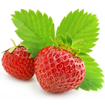 Pianta di Fragola Mara des Bois vaso