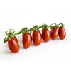 Plant de tomate datterino hybride en pot