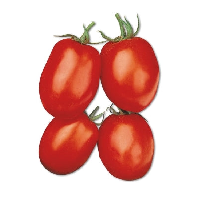 Plant de tomate ovale nain en pot