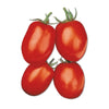 Plant de tomate ovale nain en pot