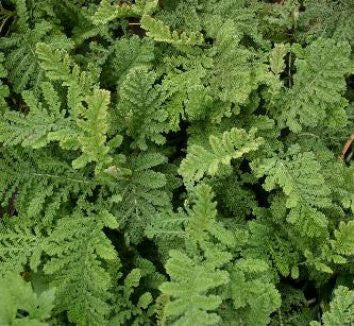 Pianta di Arquebuse in vaso