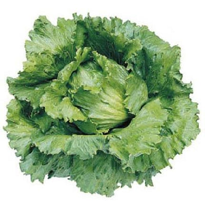 12 plants de laitue iceberg ou brésilienne