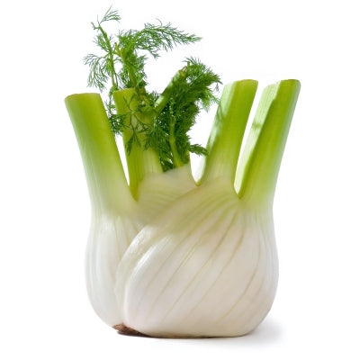 Pianta di Finocchio primaverile vaso