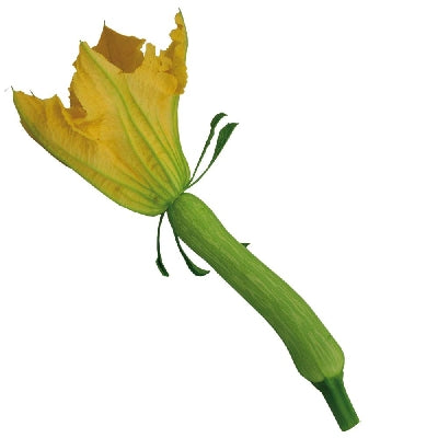 Pianta di Zucca trombetta di Nizza