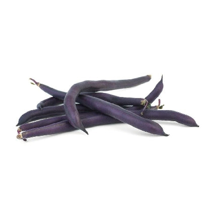 Pianta di fagiolino viola mangiatutto nano